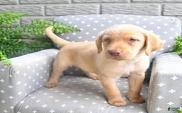 Labrador Retriever dogs for sale: Labrador Retriever 6 puppies - Image 1