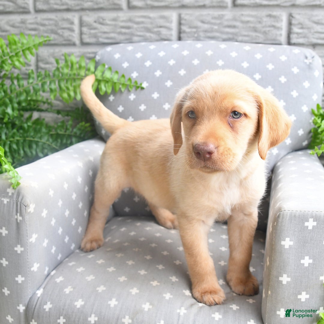 Labrador Retriever dogs for sale: Labrador Retriever 6 puppies - Image 1