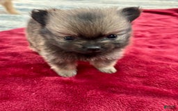 Pomeranian dogs for sale: Capri - Image 1