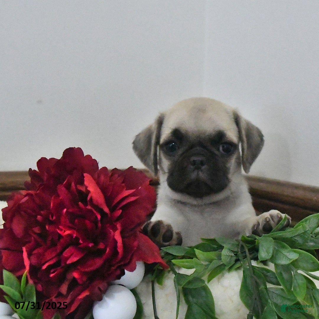 Puggle dogs for sale: Stardust - Image 2
