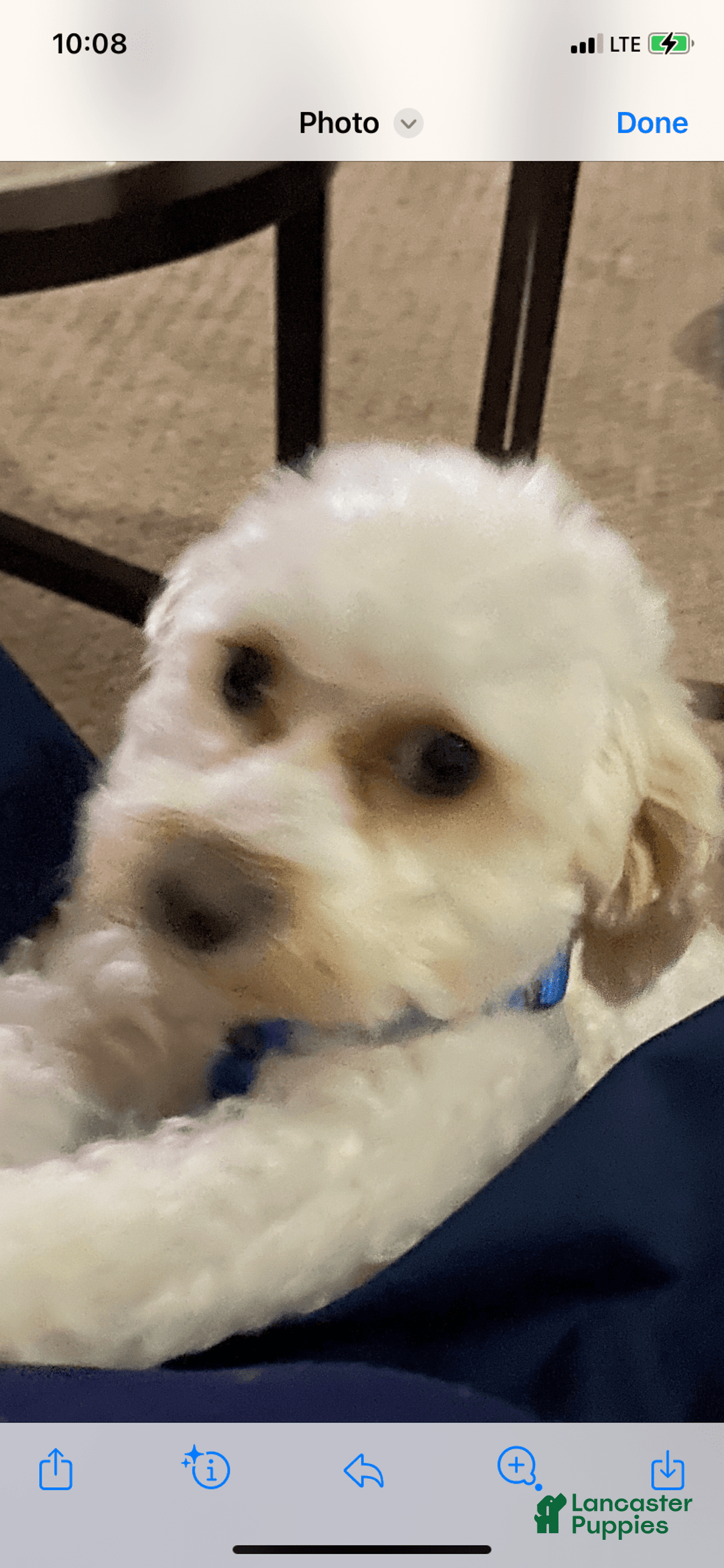 Cavachon dogs for sale: Snow - Image 2