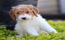 Standard Poodle dogs for sale: Rainay - Image 10
