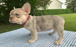French Bulldog dogs for sale: Isabella - Image 3