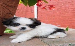 Shih Tzu dogs for sale: Mocha - Image 8