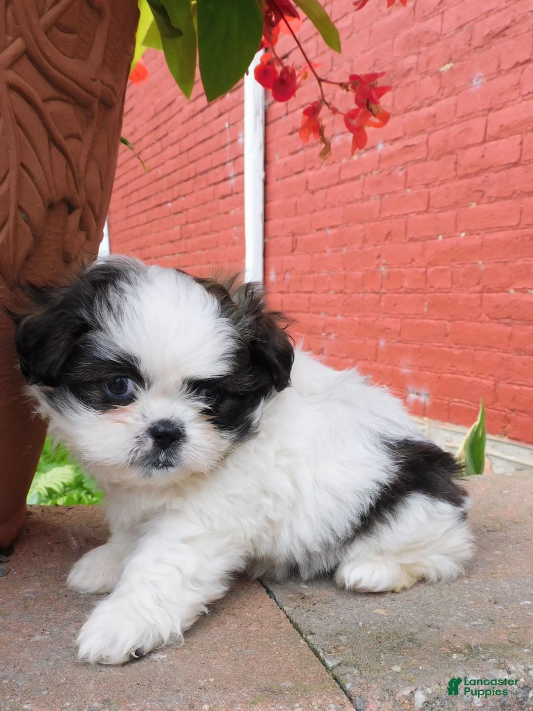 Shih Tzu dogs for sale: Mocha - Image 8