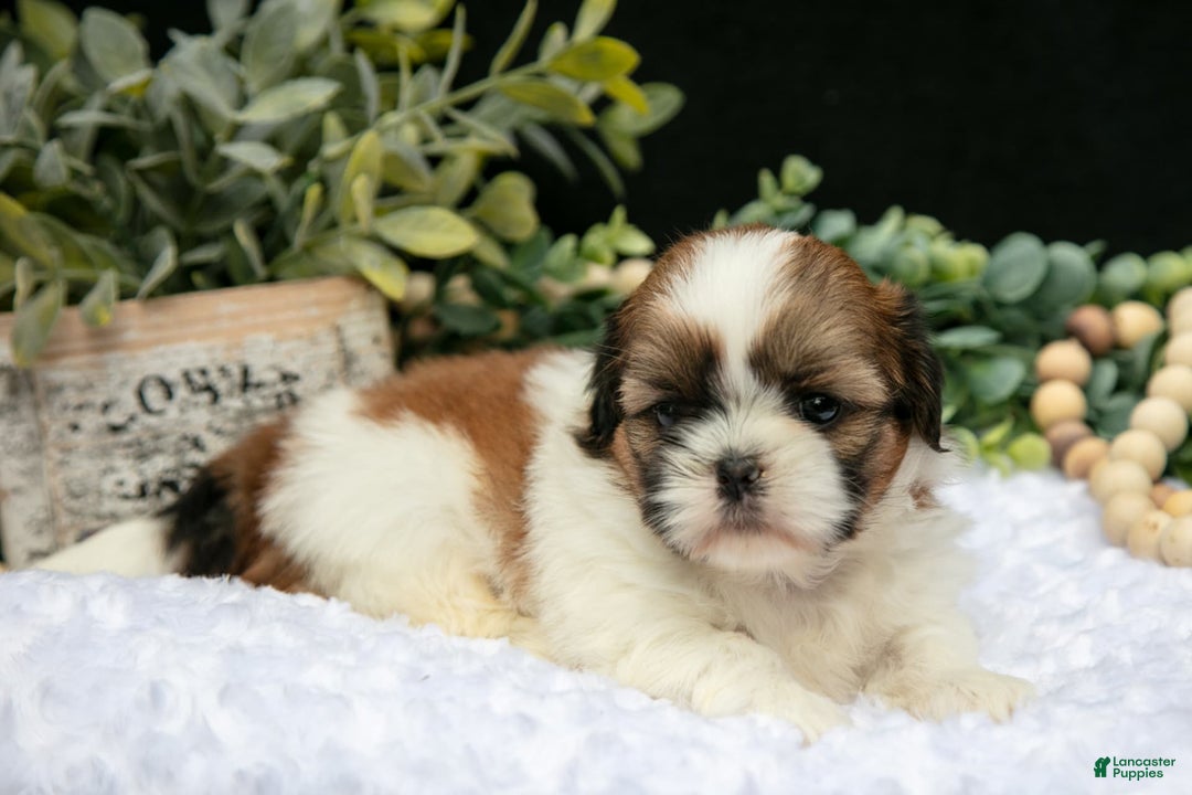Shih Tzu dogs for sale: Ashley - Image 3