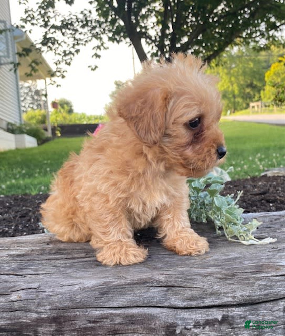 Yorkiepoo dogs for sale: Paxton - Image 1