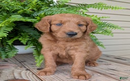 Goldendoodle dogs for sale: Flip - Image 22