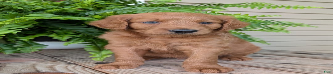 Flip