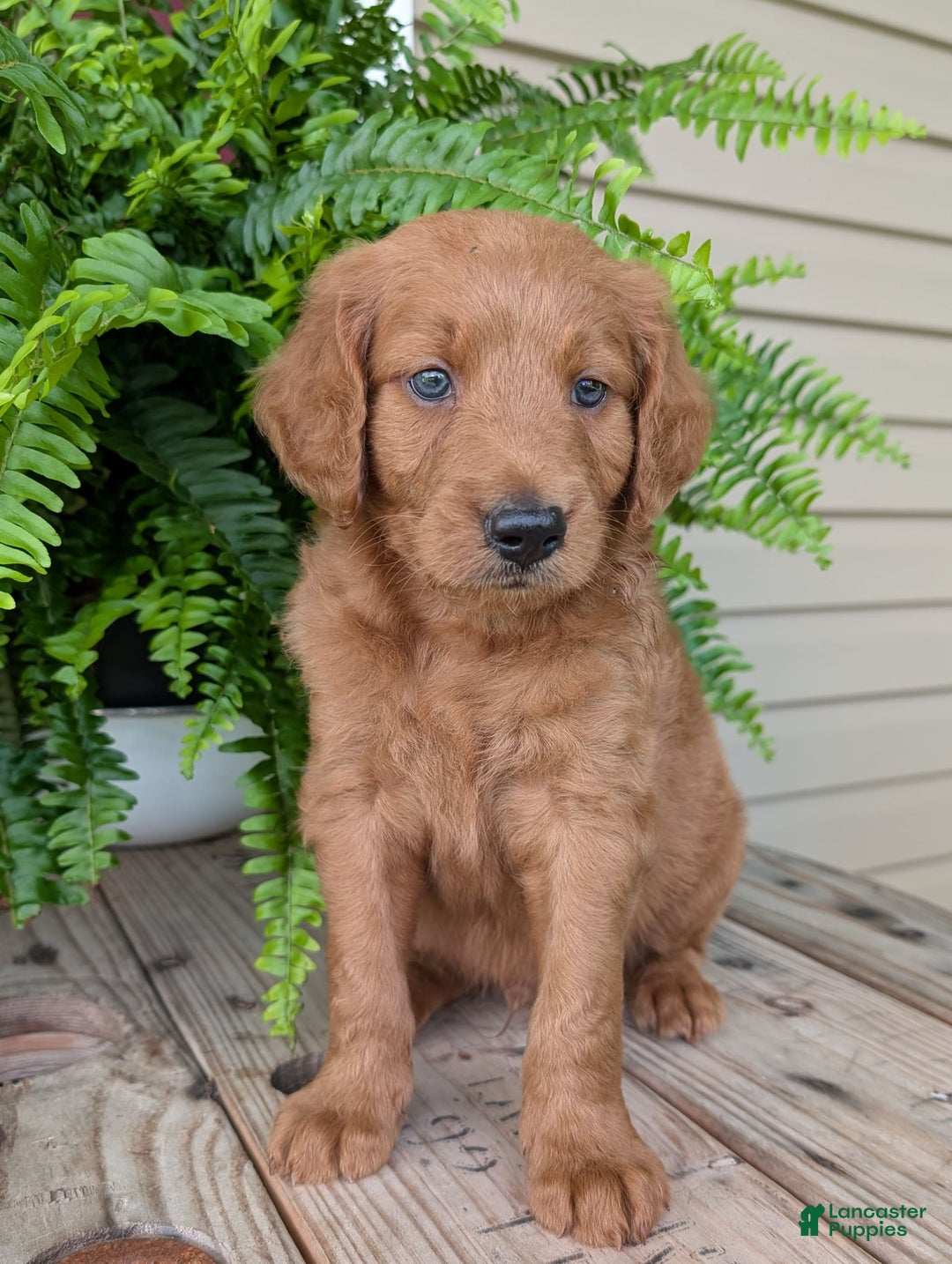 Goldendoodle dogs for sale: Flip - Image 22