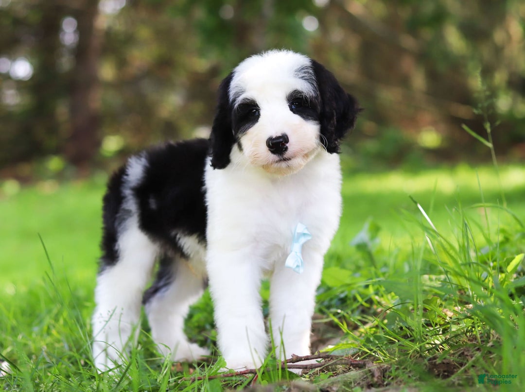 Sheepadoodle dogs for sale: Everett - Image 11
