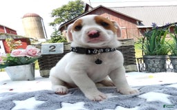 Jack Russell Terrier dogs for sale: Zippie - Image 1