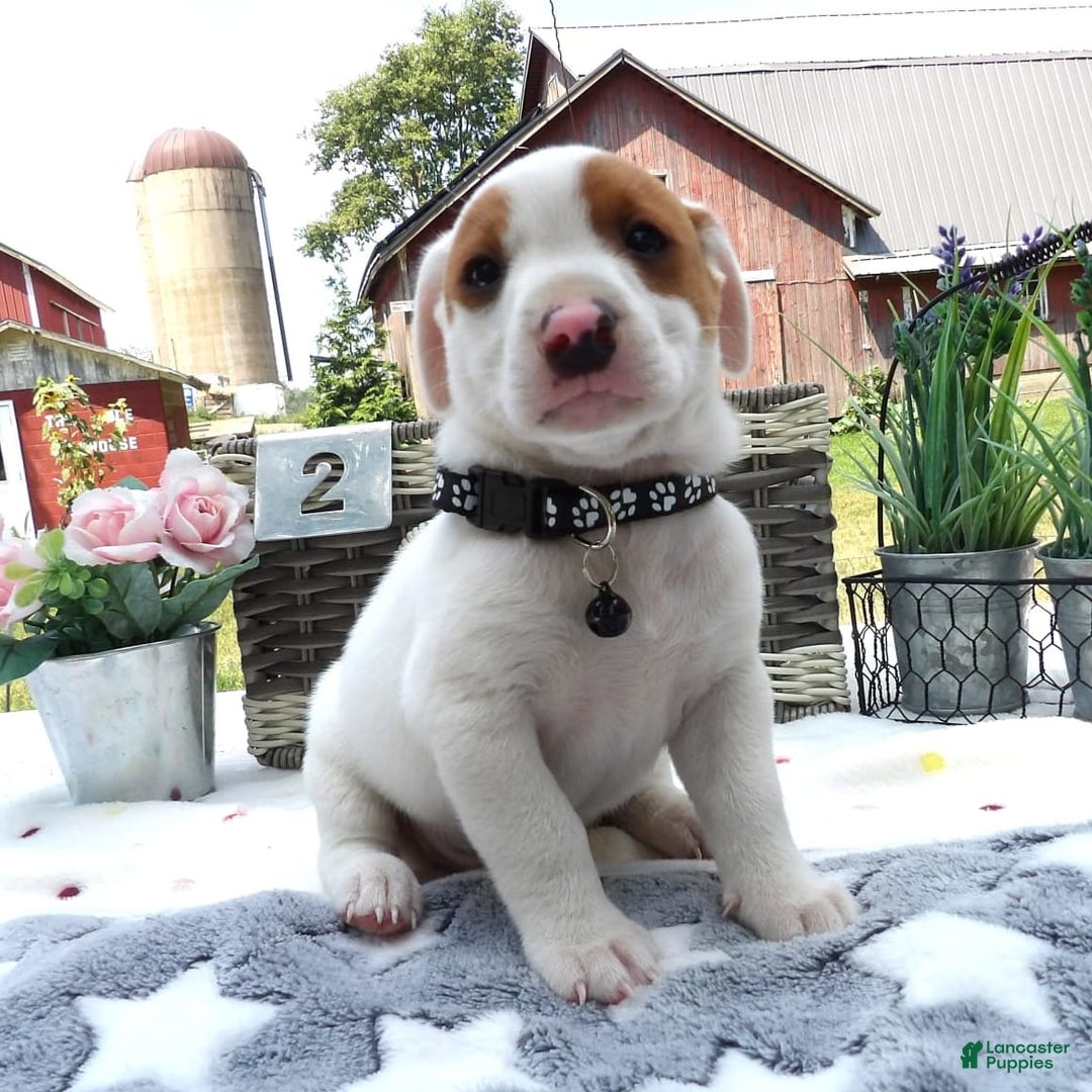 Jack Russell Terrier dogs for sale: Zippie - Image 1