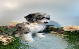 Mini Bernedoodle dogs for sale: Jewel - Image 1