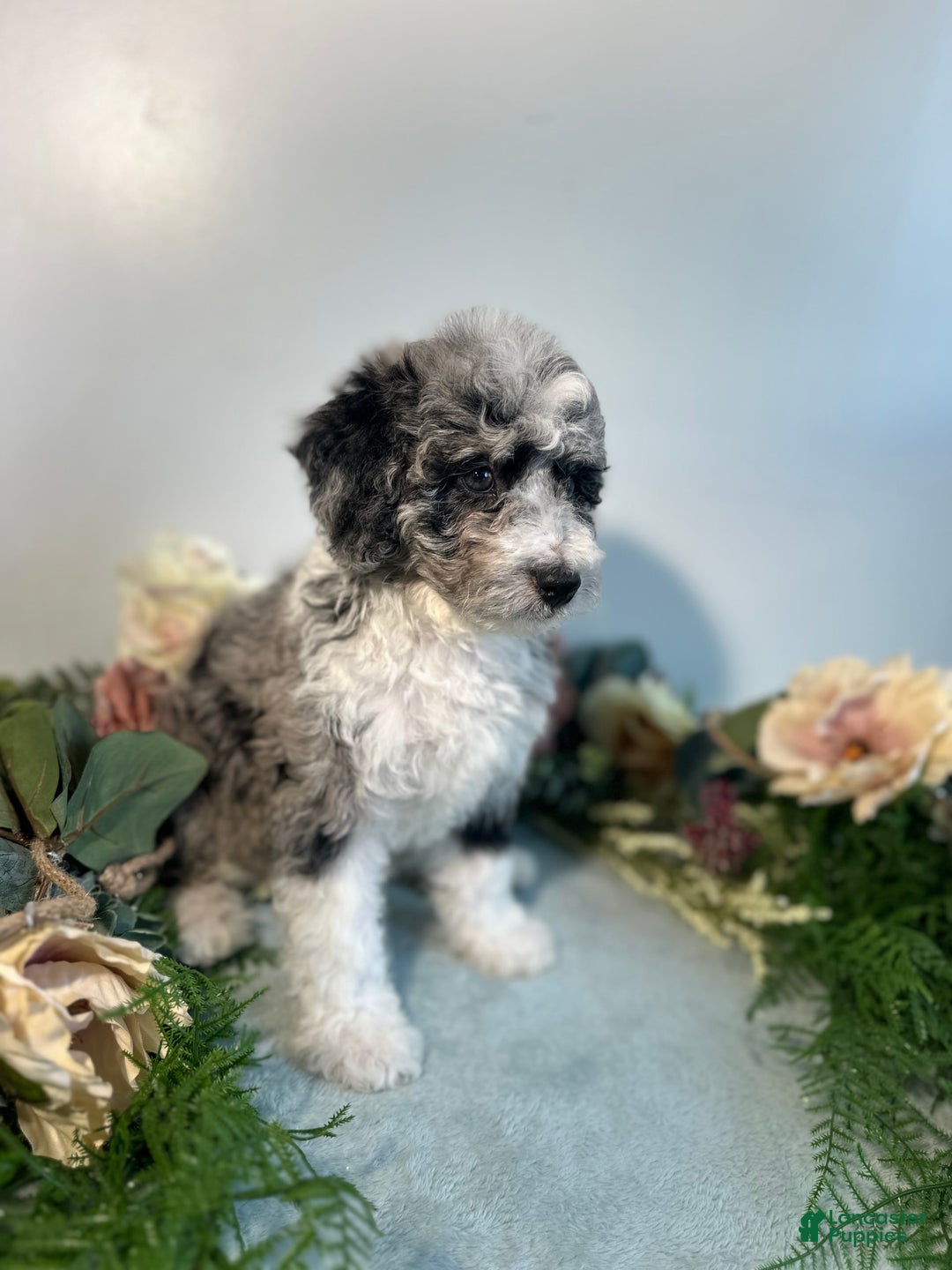 Mini Bernedoodle dogs for sale: Jewel - Image 1