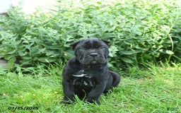 Cane Corso dogs for sale: Prince - Image 3