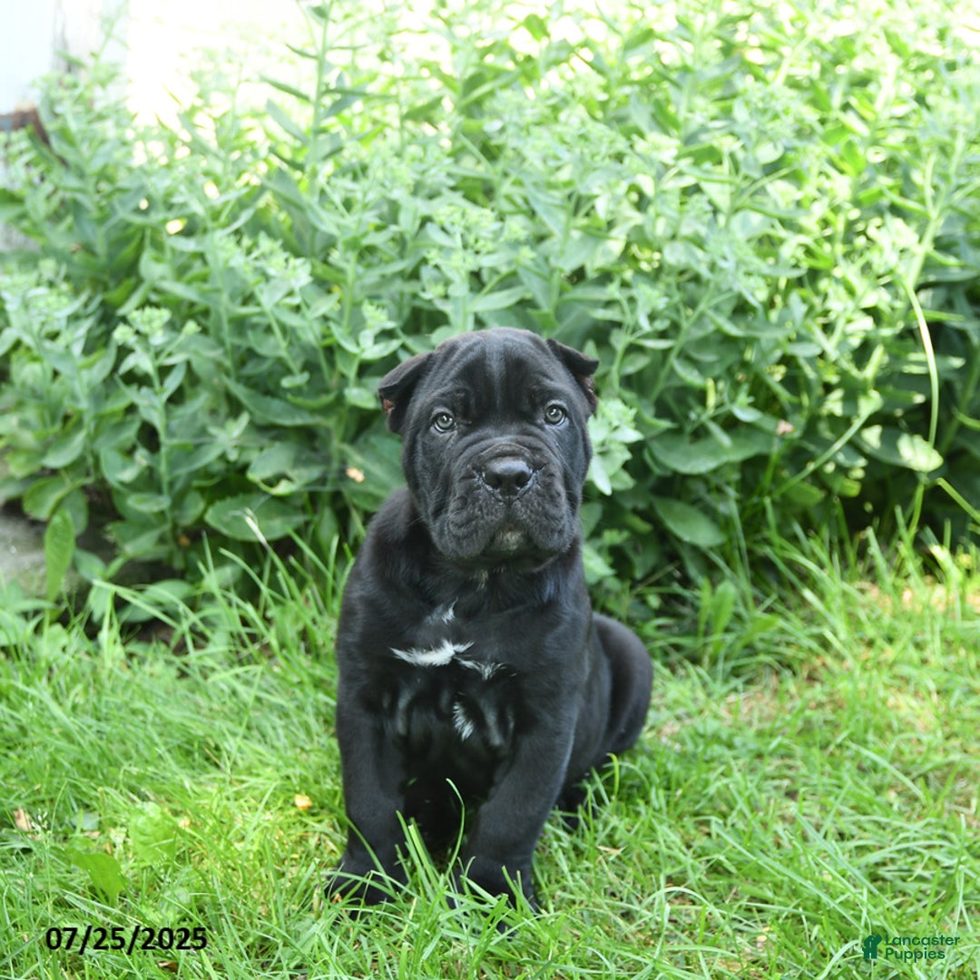 Cane Corso dogs for sale: Prince - Image 3