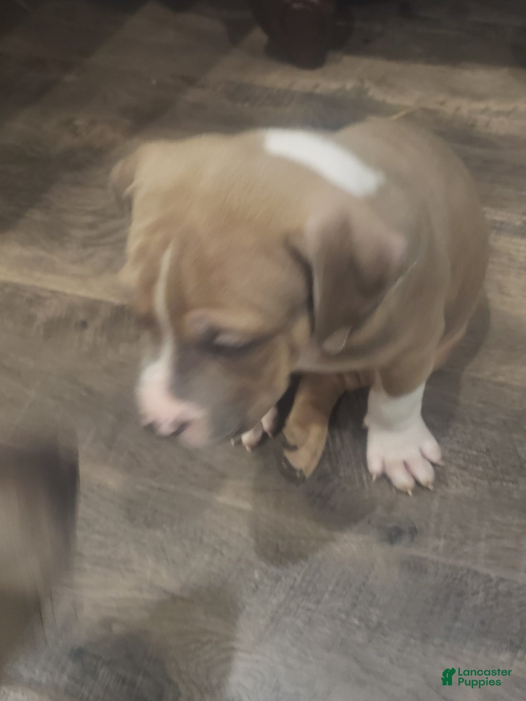 American Bully dogs for sale: Socks - Image 43