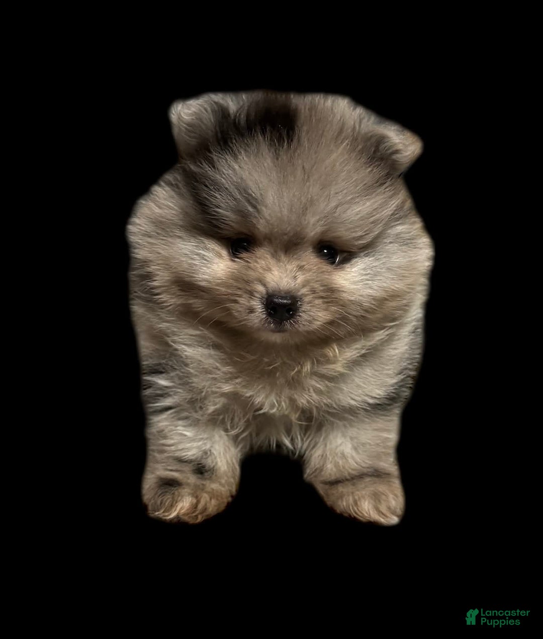 Pomeranian dogs for sale: Dotty - Image 2