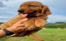 Golden Retriever dogs for sale: Clifford - Image 13