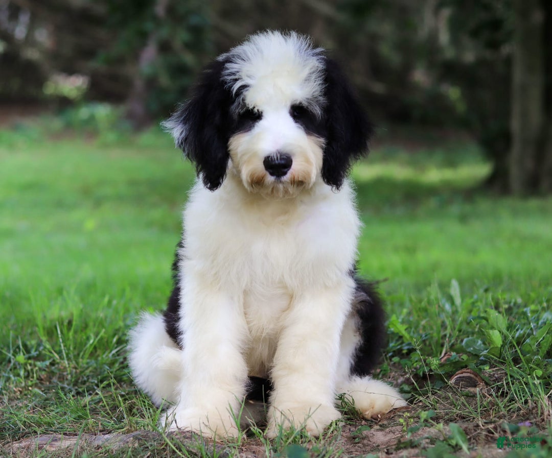 Sheepadoodle dogs for sale: Everett - Image 8