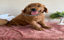 Goldendoodle dogs for sale: Victor - Image 11