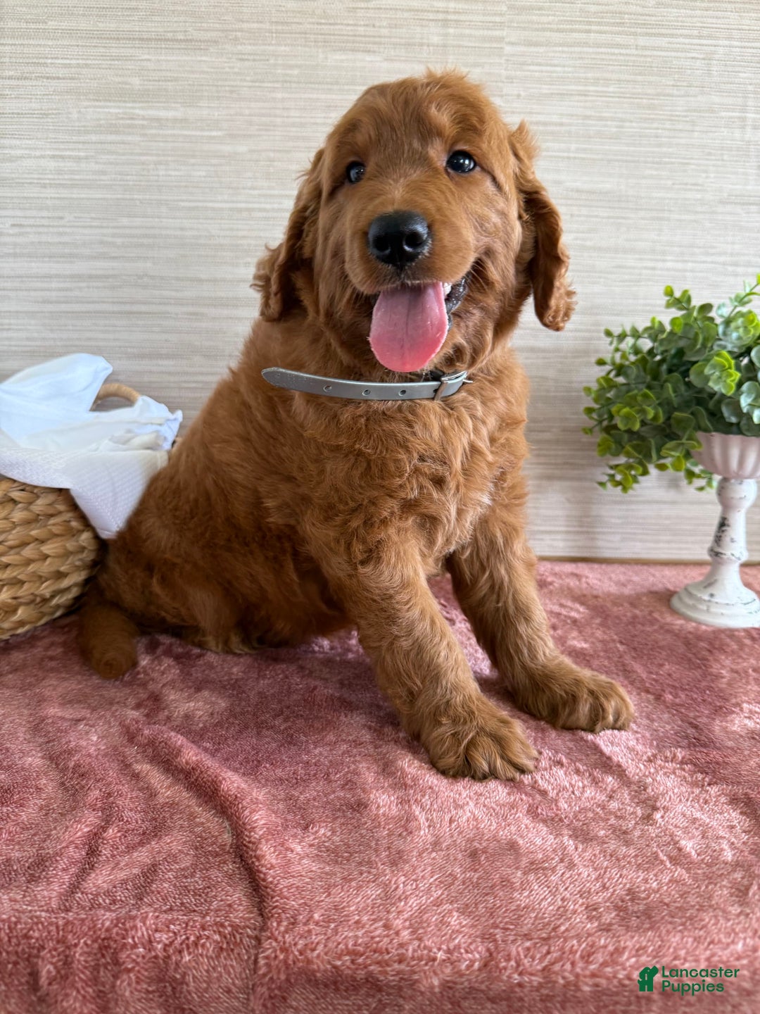 Goldendoodle dogs for sale: Victor - Image 11