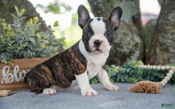 Frenchton dogs for sale: Marsha - Image 2