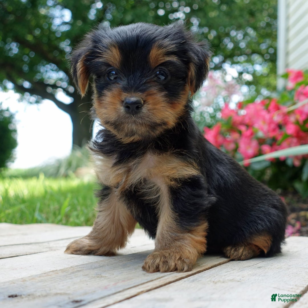 Yorkshire Terrier dogs for sale: Chaz - Image 3