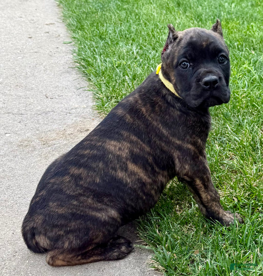 Cane Corso dogs for sale: Bridget - Image 10