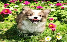 Welsh Corgi Pembroke dogs for sale: Tink Fluffy - Image 12