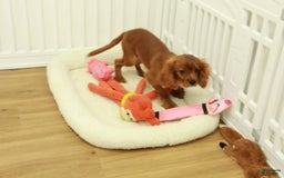Cavalier King Charles Spaniel dogs for sale: Harley - Image 9