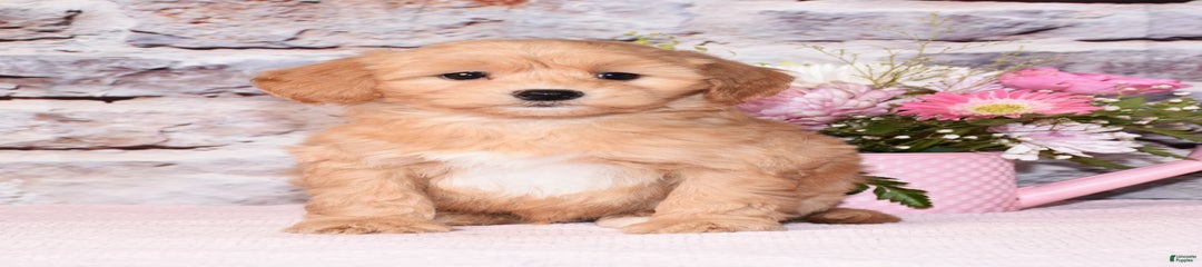 Apollo