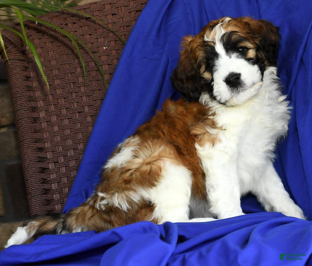Saint Berdoodles dogs for sale: Lulu - Image 1