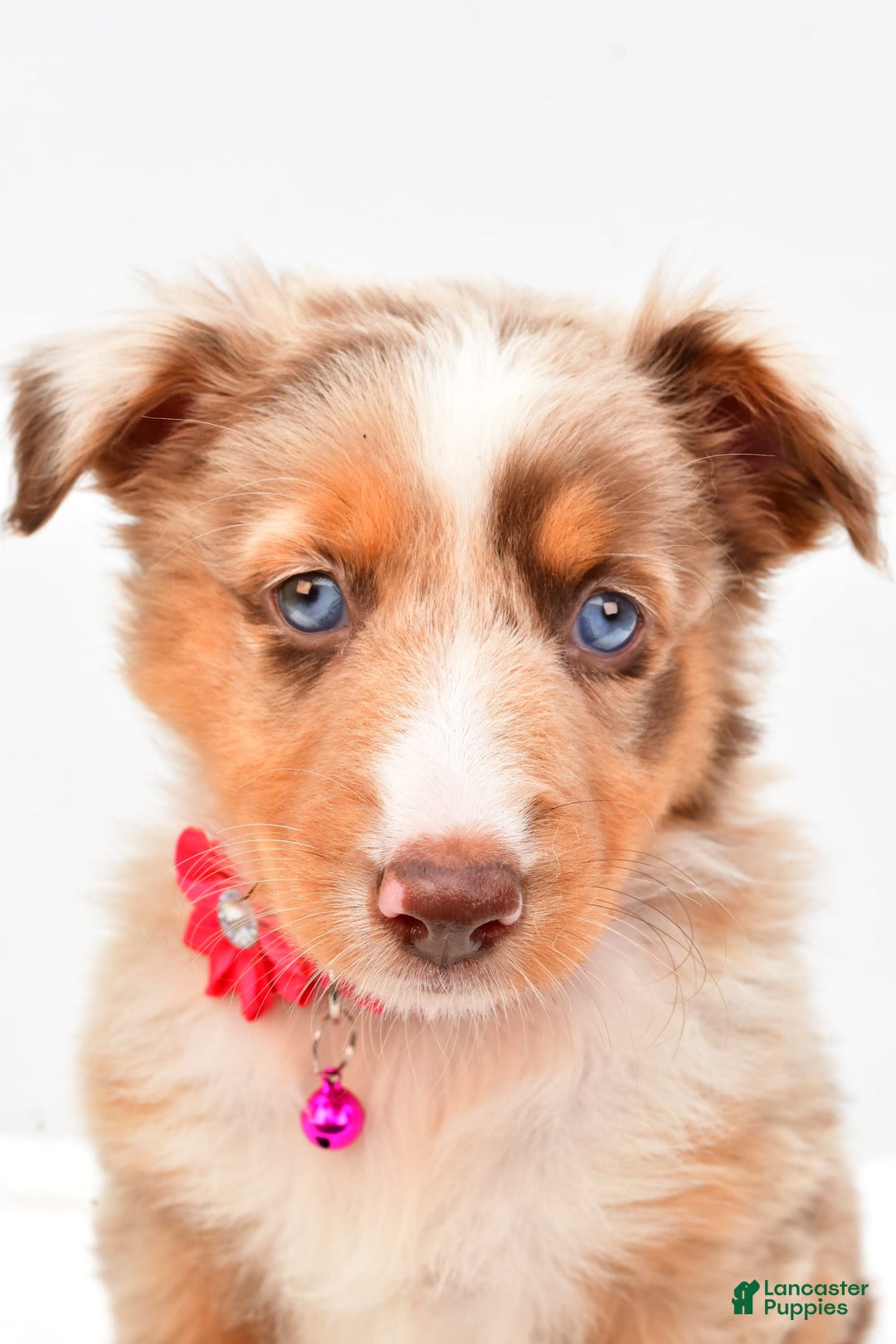 Australian Shepherd dogs for sale: Raine - Image 7