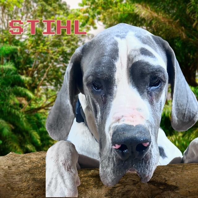 Great Dane dogs for sale: Queenie - Black - Image 6
