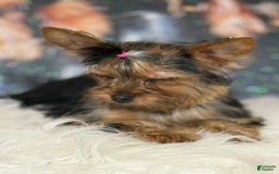 Yorkshire Terrier dogs for sale: Lola - Image 3
