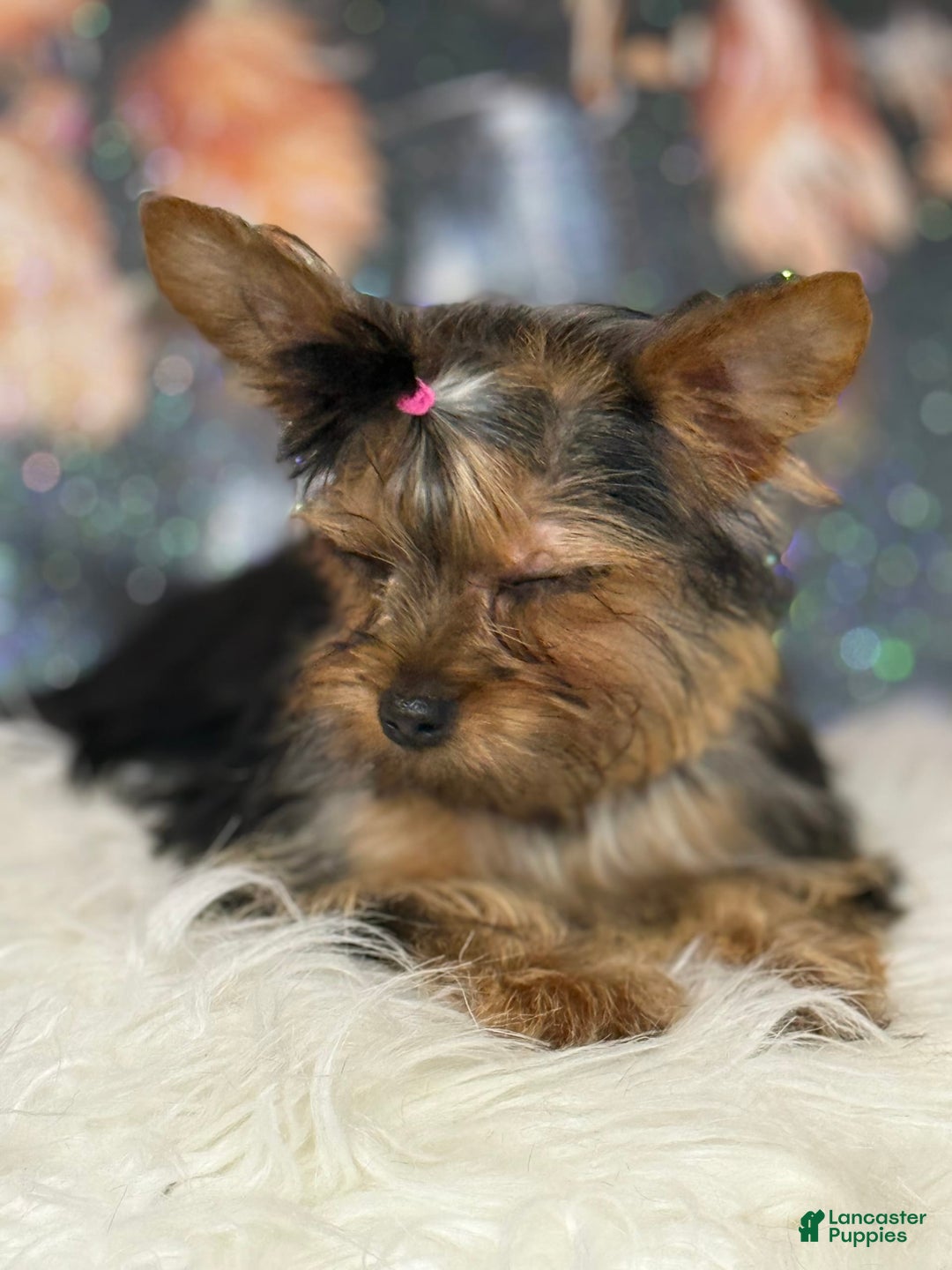 Yorkshire Terrier dogs for sale: Lola - Image 3