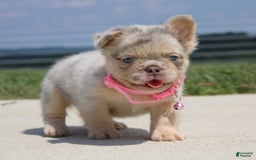 French Bulldog dogs for sale: Mia - Image 1