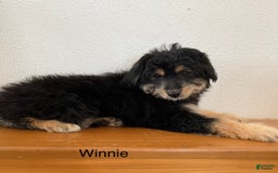 Mini Aussiedoodle dogs for sale: Winnie - Image 2