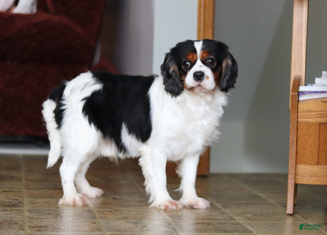 Cavalier King Charles Spaniel dogs for sale: Maverick - Image 9