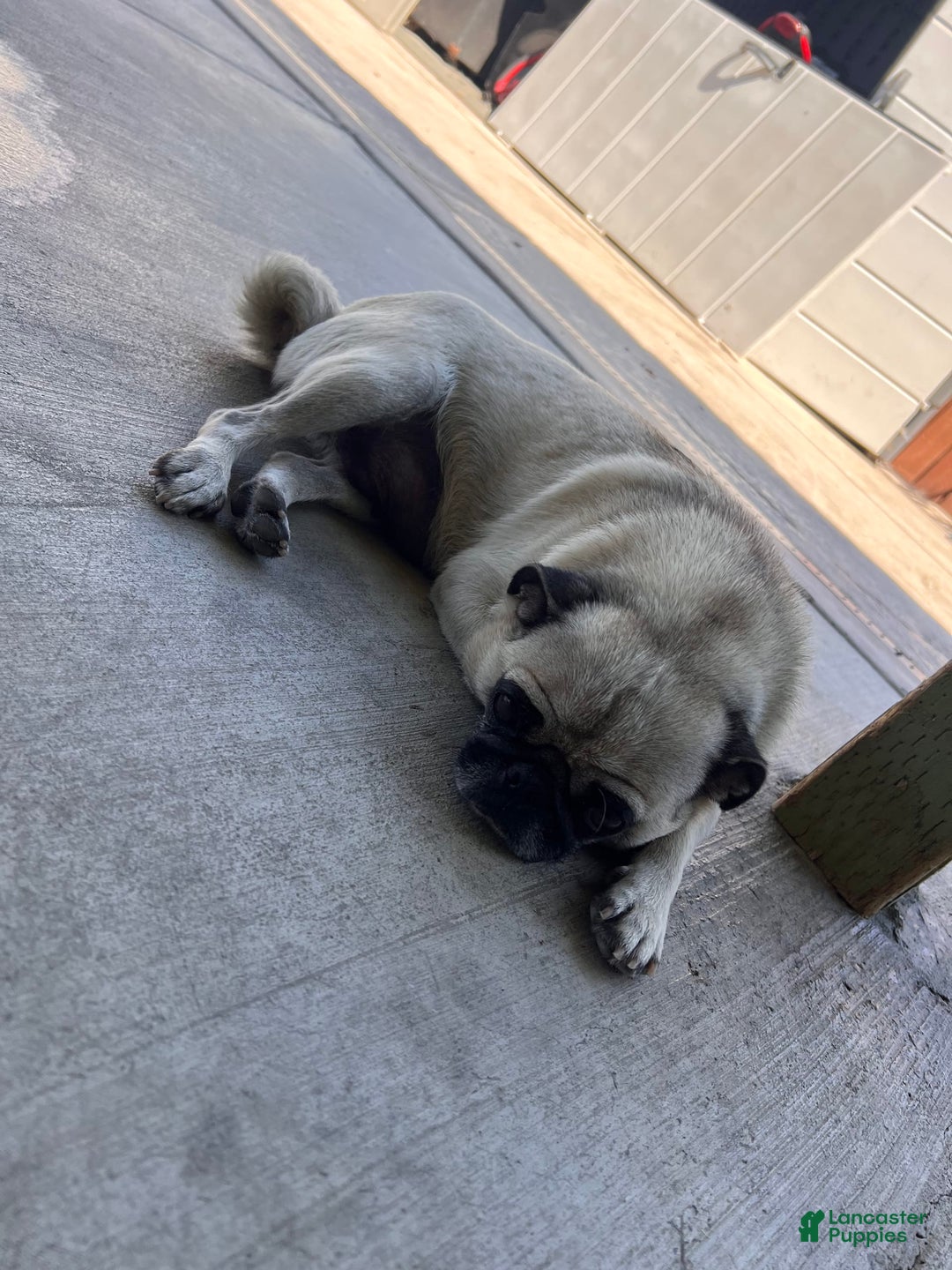 Pug dogs for sale: Pugs - Image 3
