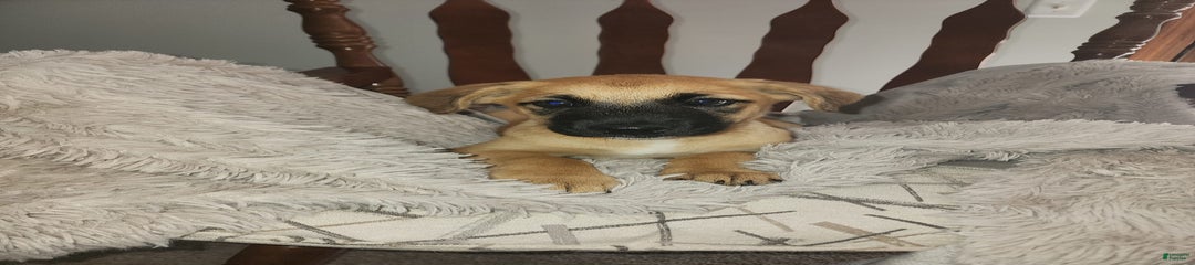 Shep