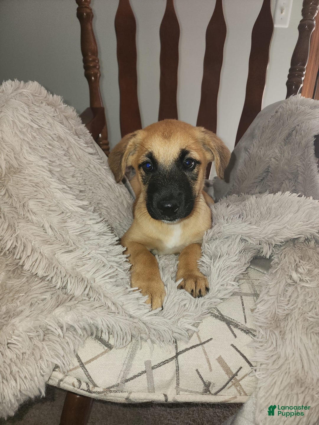 German Shepherd dogs for sale: Shep - Image 3