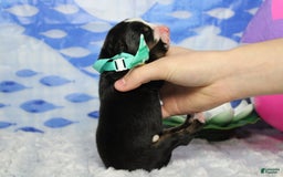 Bernese Mountain Dog dogs for sale: Cherrio - Image 6