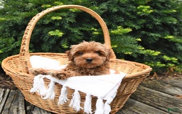 Cavapoo dogs for sale: Benji - Image 4