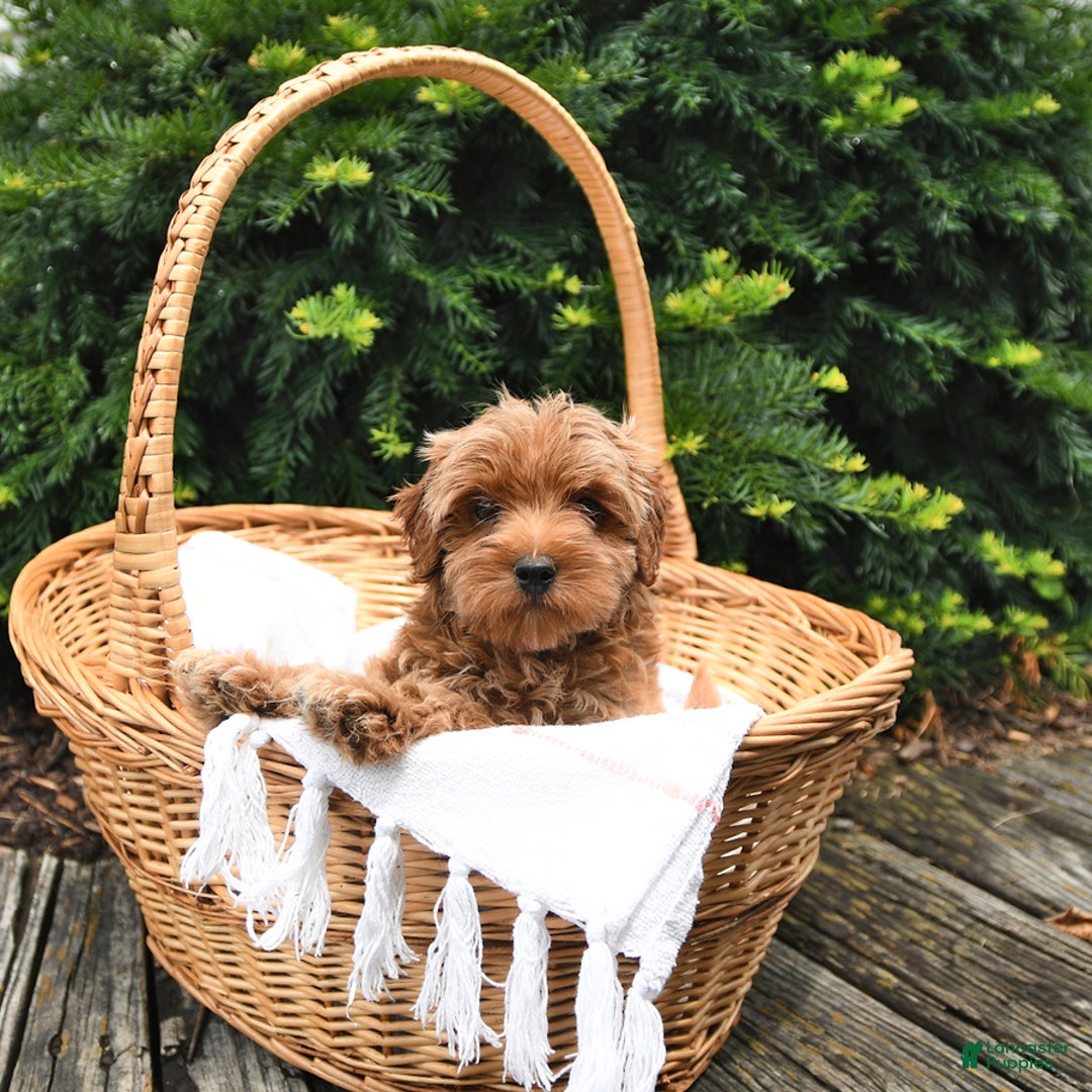 Cavapoo dogs for sale: Benji - Image 4