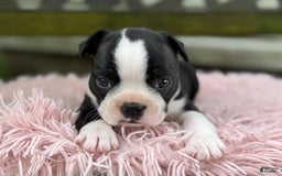 Frenchton dogs for sale: Jodi - Image 1