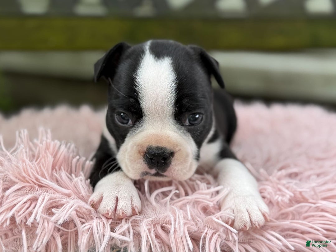 Frenchton dogs for sale: Jodi - Image 1