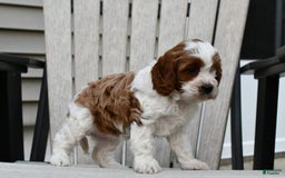 Cavapoo dogs for sale: Mia - Image 1